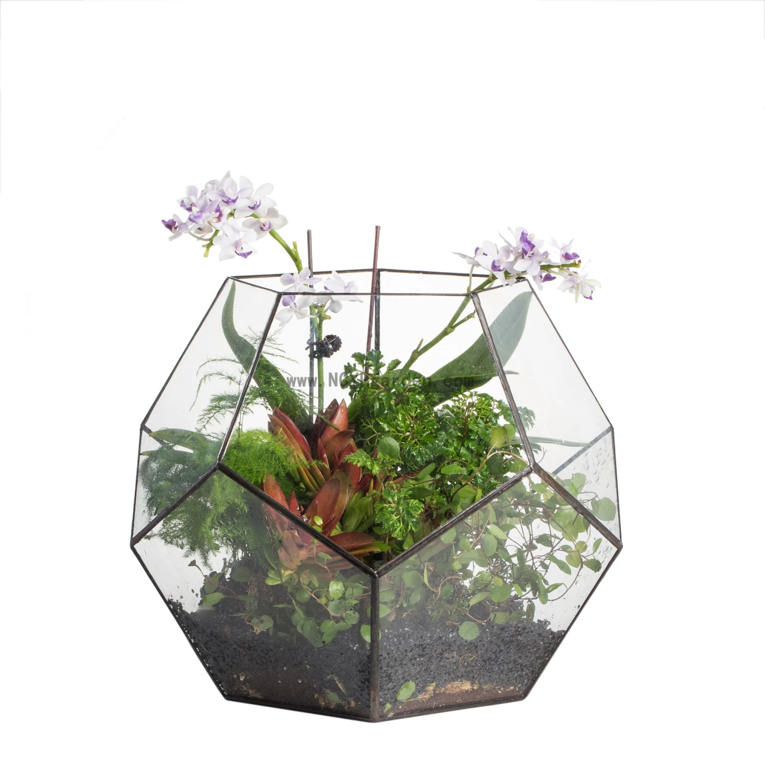Handmade Extra Large Large Pentagon Glass Geometric Terrarium For Succulents Fern Moss Airplants 15 Handmade Extra Large Large Pentagon Glass Geometric Terrarium For Succulents Fern Moss Airplants - Image 13
