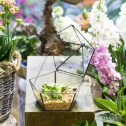 Modern Succulent Plant Glass Geometric Container Desktop Flower Pot For Succulents Flower -Terrarium Plant Hub 20151226004 13
