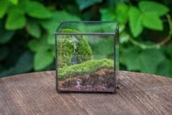 Buddha Moss Terrarium DIY Set Glass Terrarium With Door, Tin Sealed Cube 5.9 Inches -Terrarium Plant Hub 20160218009L 11 5cf99b5f 52b7 40ab 8d30 406f0f5a9be0