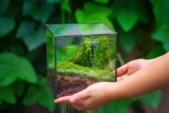 Buddha Moss Terrarium DIY Set Glass Terrarium With Door, Tin Sealed Cube 5.9 Inches -Terrarium Plant Hub 20160218009L 13 29e5dd64 4011 4241 96e4 07da25f8b448