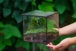 Buddha Moss Terrarium DIY Set Glass Terrarium With Door, Tin Sealed Cube 5.9 Inches -Terrarium Plant Hub 20160218009L 14 9edae641 4e81 439f b5ff f5f5416438cc