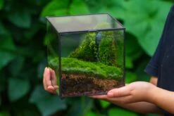 Buddha Moss Terrarium DIY Set Glass Terrarium With Door, Tin Sealed Cube 5.9 Inches -Terrarium Plant Hub 20160218009L 16 b69c980c 1621 4c71 925f 9e42de8d1896