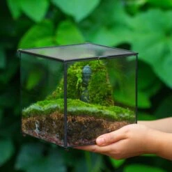 Buddha Moss Terrarium DIY Set Glass Terrarium With Door, Tin Sealed Cube 5.9 Inches -Terrarium Plant Hub 20160218009L 17 0c7a12da a6ab 4ccf a606 25e1ecedcb11