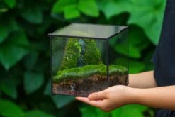 Buddha Moss Terrarium DIY Set Glass Terrarium With Door, Tin Sealed Cube 5.9 Inches -Terrarium Plant Hub 20160218009L 19 49cf2fad 2184 4183 9cb3 1f58da0f113b