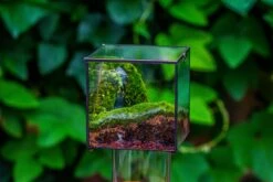 Buddha Moss Terrarium DIY Set Glass Terrarium With Door, Tin Sealed Cube 5.9 Inches -Terrarium Plant Hub 20160218009L 20 ed1e3654 304c 4bf3 bf23 f3903ae68b8f