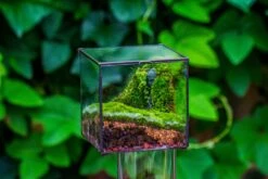 Buddha Moss Terrarium DIY Set Glass Terrarium With Door, Tin Sealed Cube 5.9 Inches -Terrarium Plant Hub 20160218009L 21 cf93a074 31ff 42fe 9e94 c2baeb5b1122
