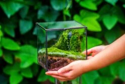 Buddha Moss Terrarium DIY Set Glass Terrarium With Door, Tin Sealed Cube 5.9 Inches -Terrarium Plant Hub 20160218009L 22 5ec45492 91af 49cb 92ad 3a7401bacde3