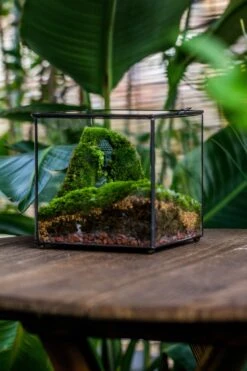 Buddha Moss Terrarium DIY Set Glass Terrarium With Door, Tin Sealed Cube 5.9 Inches -Terrarium Plant Hub 20160218009L 25 3ba5995c 580e 4fd9 8b27 f41012255f4d