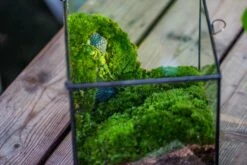 Buddha Moss Terrarium DIY Set Glass Terrarium With Door, Tin Sealed Cube 5.9 Inches -Terrarium Plant Hub 20160218009L 28 26eecde3 f636 4b2d b033 98fa0b42f57f