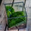 Buddha Moss Terrarium DIY Set Glass Terrarium With Door, Tin Sealed Cube 5.9 Inches -Terrarium Plant Hub 20160218009L 31 7072ec75 a63c 46f9 bb25 8d23a2e2159a