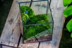 Buddha Moss Terrarium DIY Set Glass Terrarium With Door, Tin Sealed Cube 5.9 Inches -Terrarium Plant Hub 20160218009L 32 29fafb8c 5acb 4e58 bcda 3d5dee3add3b
