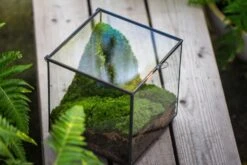 Buddha Moss Terrarium DIY Set Glass Terrarium With Door, Tin Sealed Cube 5.9 Inches -Terrarium Plant Hub 20160218009L 33 1fe1c9d7 3734 4847 bd79 8e3c39ed5775