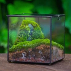 Buddha Moss Terrarium DIY Set Glass Terrarium With Door, Tin Sealed Cube 5.9 Inches -Terrarium Plant Hub 20160218009L 3 5e2be14f 26ca 4aa2 8a85 1e0259dfb635