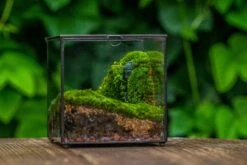 Buddha Moss Terrarium DIY Set Glass Terrarium With Door, Tin Sealed Cube 5.9 Inches -Terrarium Plant Hub 20160218009L 7 1cfc7017 94e9 4e61 a06c a80f977d8585