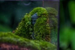 Buddha Moss Terrarium DIY Set Glass Terrarium With Door, Tin Sealed Cube 5.9 Inches -Terrarium Plant Hub 20160218009L 8 04608774 d057 4844 ac8a 46ff0e86fff1