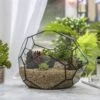 NCYP Irregular Open Geometric Glass Terrarium Bubble Shape For Succulents Landscape Bonsai -Terrarium Plant Hub 20190418001 1