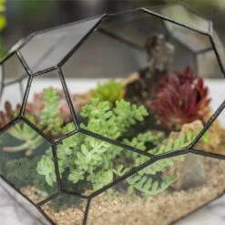 NCYP Irregular Open Geometric Glass Terrarium Bubble Shape For Succulents Landscape Bonsai -Terrarium Plant Hub 20190418001 7
