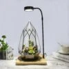 NCYP Tabletop Natural Wood Board LED Succulents Grow Light Display Indoor 2prong 7W For Geometric Glass Terrarium Succulent Fern Bonsai -Terrarium Plant Hub 20190508002 1 1ff8b565 04f1 4e46 a00c d6ca68a45630