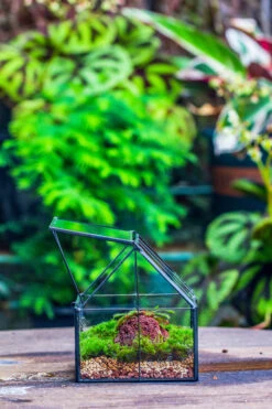 Handmade Glass And Tin Close Mini House Shape Close Terrarium For Moss, Succulents, Drosera -Terrarium Plant Hub 20190621011 28