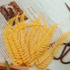 Preserved Large Fern Parathelypteris Glanduligera, Gold, 5 Pcs, 55cm Long, 35cm Width, For DIY -Terrarium Plant Hub 20200518014 2