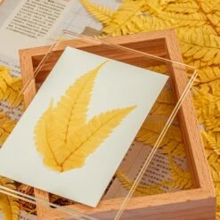 Preserved Large Fern Parathelypteris Glanduligera, Gold, 5 Pcs, 55cm Long, 35cm Width, For DIY -Terrarium Plant Hub 20200518014 4 b558280b c92d 41ea 896c 65660310f91c