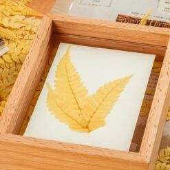 Preserved Large Fern Parathelypteris Glanduligera, Gold, 5 Pcs, 55cm Long, 35cm Width, For DIY -Terrarium Plant Hub 20200518014 6