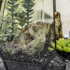 Black Natural Polished Pebbles For Terrarium, Bonsai, Small Planters, Moss, Fern, Succulents -Terrarium Plant Hub 2020072800 4