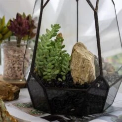 Black Natural Polished Pebbles For Terrarium, Bonsai, Small Planters, Moss, Fern, Succulents -Terrarium Plant Hub 2020072800 8