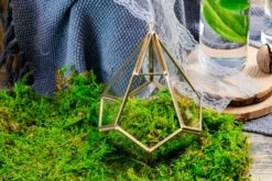 Preserved Feature Like Natural Moss, Fern Moss, Pole Moss Green 20x50cm, For DIY Moss Wall, Moss Terrarium, Moss Centerpiece, Moss Bowl, Centerpiece -Terrarium Plant Hub 20210323006 3