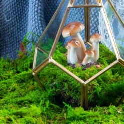 Preserved Feature Like Natural Moss, Fern Moss, Pole Moss Green 20x50cm, For DIY Moss Wall, Moss Terrarium, Moss Centerpiece, Moss Bowl, Centerpiece -Terrarium Plant Hub 20210323006 4