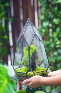 NCYP Irregular Close Geometric Glass Terrarium With Door Tall Teardrop Planter Pot Miniature Moss, Tropical Plants Orchid Container -Terrarium Plant Hub 20210624001 3