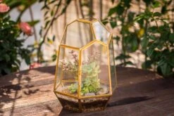 NCYP Close Geometric Glass Terrarium With Door, Brass, Irregular Tall Planter Succulent Cacti Fern Flower Pot 10 NCYP Close Geometric Glass Terrarium With Door, Brass, Irregular Tall Planter Succulent Cacti Fern Flower Pot -Terrarium Plant Hub 20211215003 2