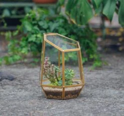 NCYP Close Geometric Glass Terrarium With Door, Brass, Irregular Tall Planter Succulent Cacti Fern Flower Pot 12 NCYP Close Geometric Glass Terrarium With Door, Brass, Irregular Tall Planter Succulent Cacti Fern Flower Pot -Terrarium Plant Hub 20211215003 8