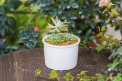 Coir Coconut Fiber For House Plants | NCYP Garden -Terrarium Plant Hub 20220217001 1