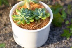 Coir Coconut Fiber For House Plants | NCYP Garden -Terrarium Plant Hub 20220217001 12