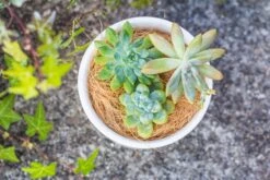 Coir Coconut Fiber For House Plants | NCYP Garden -Terrarium Plant Hub 20220217001 4