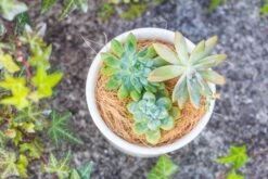 Coir Coconut Fiber For House Plants | NCYP Garden -Terrarium Plant Hub 20220217001 6