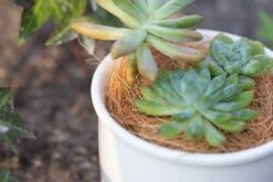 Coir Coconut Fiber For House Plants | NCYP Garden -Terrarium Plant Hub 20220217001 7