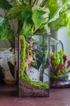 NCYP Close Geometric Glass Terrarium With Door, Tin Sealed Rectangle Tall Moss Wall Planter For Moss Wall, Fern, Landscape -Terrarium Plant Hub 20220425001 2