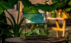 Handmade Unique Closed Terrarium With Arched Roof | HouseShape Closed Planter For Tropical Plants, Moss | Miniature Greenhouse Gift -Terrarium Plant Hub 20220607004 16 51bc7696 4945 4ec7 b09d 805a22b395c9