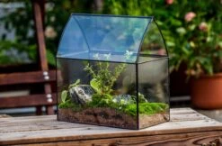 Handmade Unique Closed Terrarium With Arched Roof | HouseShape Closed Planter For Tropical Plants, Moss | Miniature Greenhouse Gift -Terrarium Plant Hub 20220607004 7 9150c74d a478 41a9 b939 6cb9d8e498d0