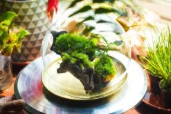 20x30cm Multiple Pieces Live Dry Leucobryum Moss, Cushion Moss Will Regreen, For Terrarium, Micro Landscape -Terrarium Plant Hub 20220908007 29