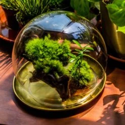 20x30cm Multiple Pieces Live Dry Leucobryum Moss, Cushion Moss Will Regreen, For Terrarium, Micro Landscape -Terrarium Plant Hub 20220908007 30