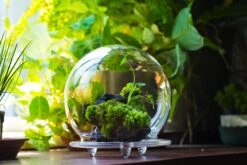 20x30cm Multiple Pieces Live Dry Leucobryum Moss, Cushion Moss Will Regreen, For Terrarium, Micro Landscape -Terrarium Plant Hub 20220908007 52