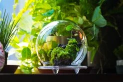 20x30cm Multiple Pieces Live Dry Leucobryum Moss, Cushion Moss Will Regreen, For Terrarium, Micro Landscape -Terrarium Plant Hub 20220908007 53