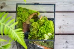 20x30cm Multiple Pieces Live Dry Leucobryum Moss, Cushion Moss Will Regreen, For Terrarium, Micro Landscape -Terrarium Plant Hub 20221018001 15 13