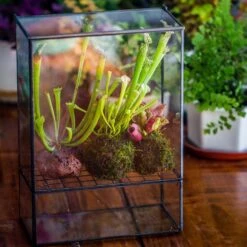 NCYP Glass And Tin Close Terrarium With Drainage Bottom, Suits For Fly Trap, Pitcher Plants, Moss Ball, Nursery, Small Tropical Plants -Terrarium Plant Hub 20221118015 1
