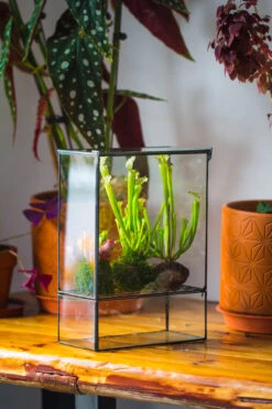 NCYP Glass And Tin Close Terrarium With Drainage Bottom, Suits For Fly Trap, Pitcher Plants, Moss Ball, Nursery, Small Tropical Plants -Terrarium Plant Hub 20221118015 10