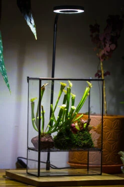 NCYP Glass And Tin Close Terrarium With Drainage Bottom, Suits For Fly Trap, Pitcher Plants, Moss Ball, Nursery, Small Tropical Plants -Terrarium Plant Hub 20221118015 13