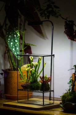 NCYP Glass And Tin Close Terrarium With Drainage Bottom, Suits For Fly Trap, Pitcher Plants, Moss Ball, Nursery, Small Tropical Plants -Terrarium Plant Hub 20221118015 14